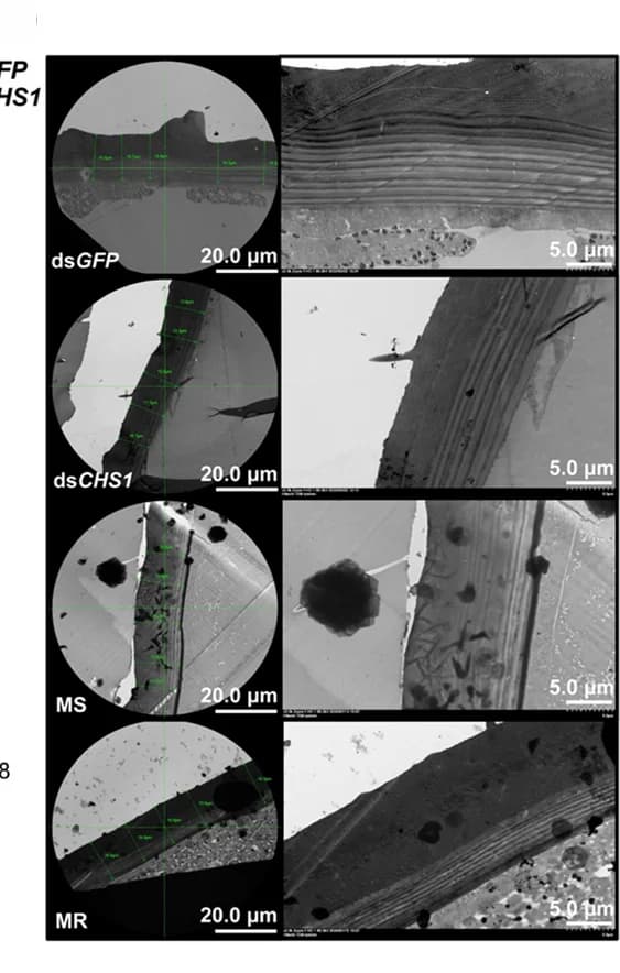 Open access visualization of Microscopy, Ultrastructure, Pronotum Cuticle, MR Group, MS Group