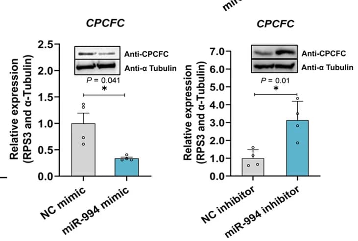 Open access visualization of Bar Plot, Error Bars, Gel, CPCFC, Expression