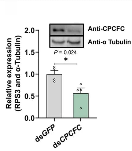Open access visualization of Bar Plot, Error Bars, Gel, Expression Levels, Gene Silencing