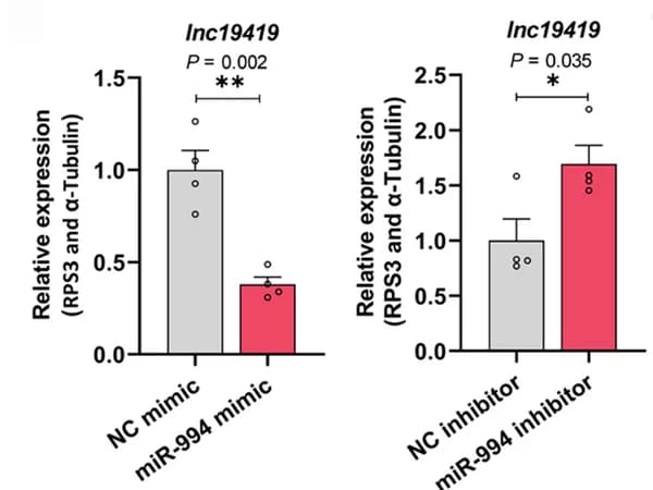 Open access visualization of Bar Plot, Error Bars, Lnc19419, miR-994, Inhibitor