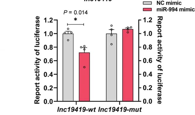 Open access visualization of Bar Plot, Error Bars, Luciferase Activity, miR-994, Lnc19419
