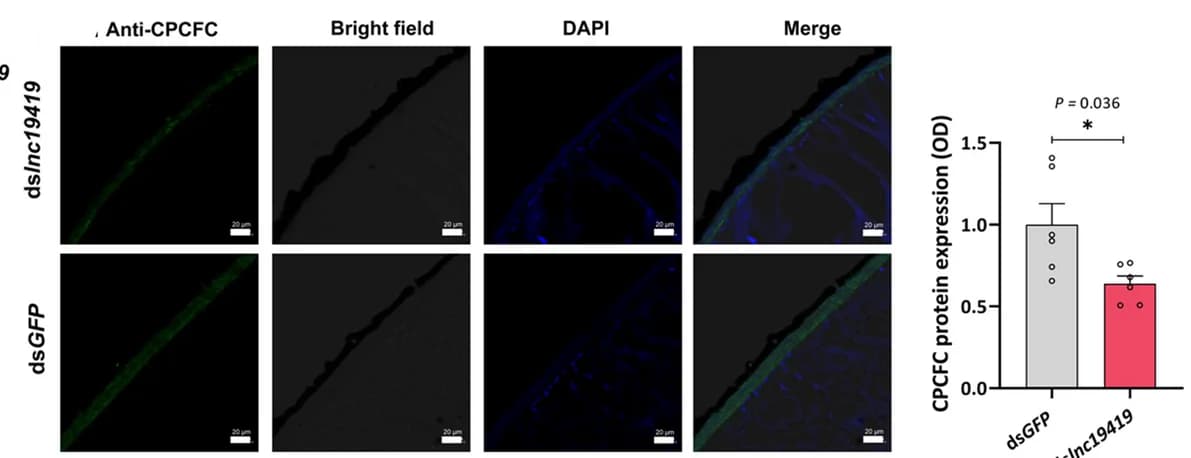 Open access visualization of Bar Plot, Error Bars, CPCFC, Pronotum Cuticle, Silencing