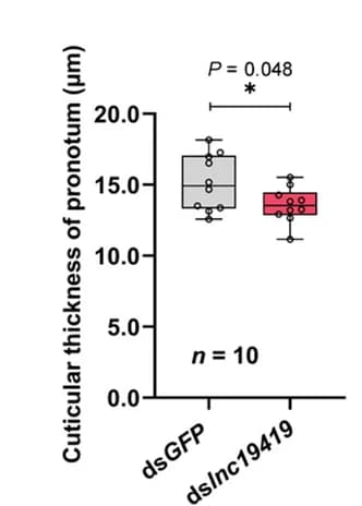 Open access visualization of Box Plot, Scatter Plot, Cuticular Thickness, Silencing, Lnc19419