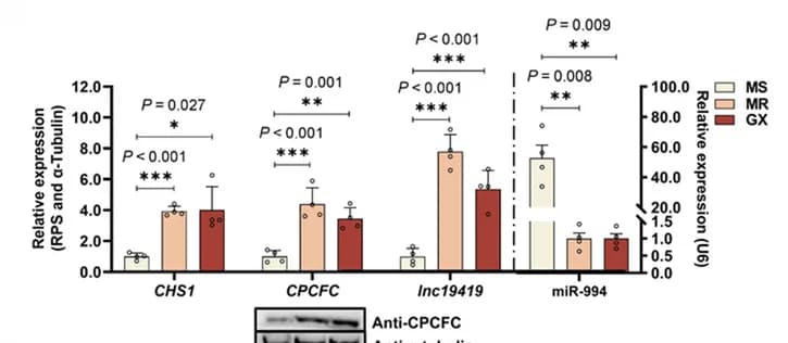 Open access visualization of Bar Plot, Error Bars, CHS1, CPCFC, lnc19419