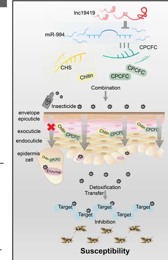 Open access visualization of Workflow, Illustration, MR Strain, lnc19419, miR-994