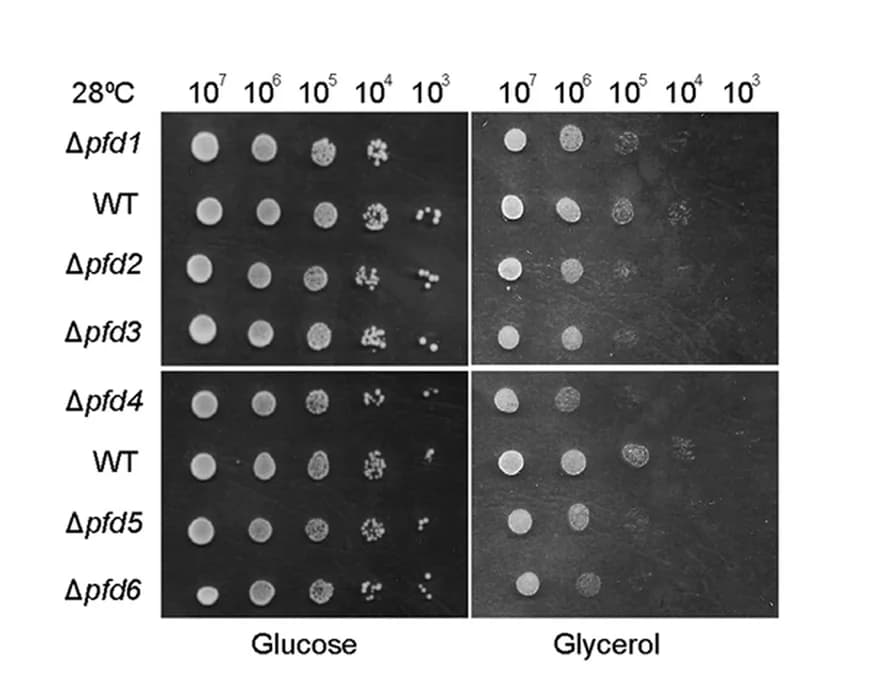 Open access visualization of Gel, Yeast Cells, Agar Plates, Synthetic Medium, Glucose