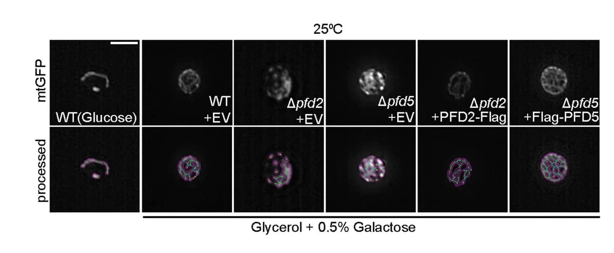 Open access visualization of Microscopy, Yeast Cells, Mitochondria, GFP, Glycerol
