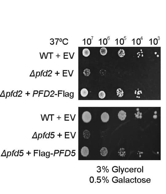 Open access visualization of Gel, Yeast Cells, Glycerol, Galactose