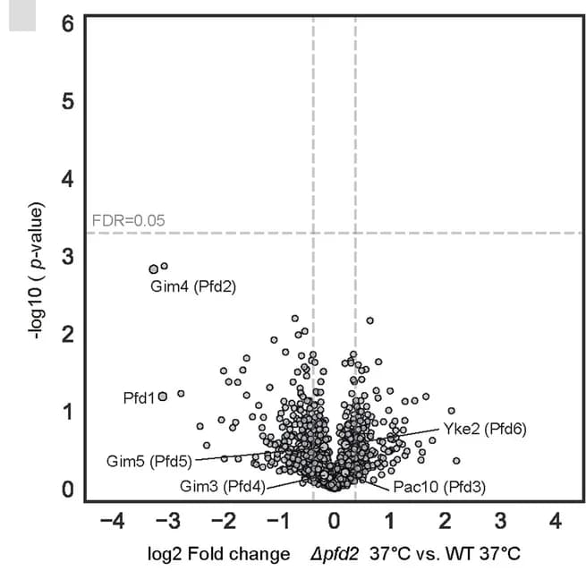 Open access visualization of Volcano Plot, Wildtype, Cells, Protein Abundance, Volcano Plots