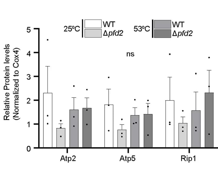 Open access visualization of Bar Plot, Error Bars, Clustered, Mitochondrial Proteins, Quantification