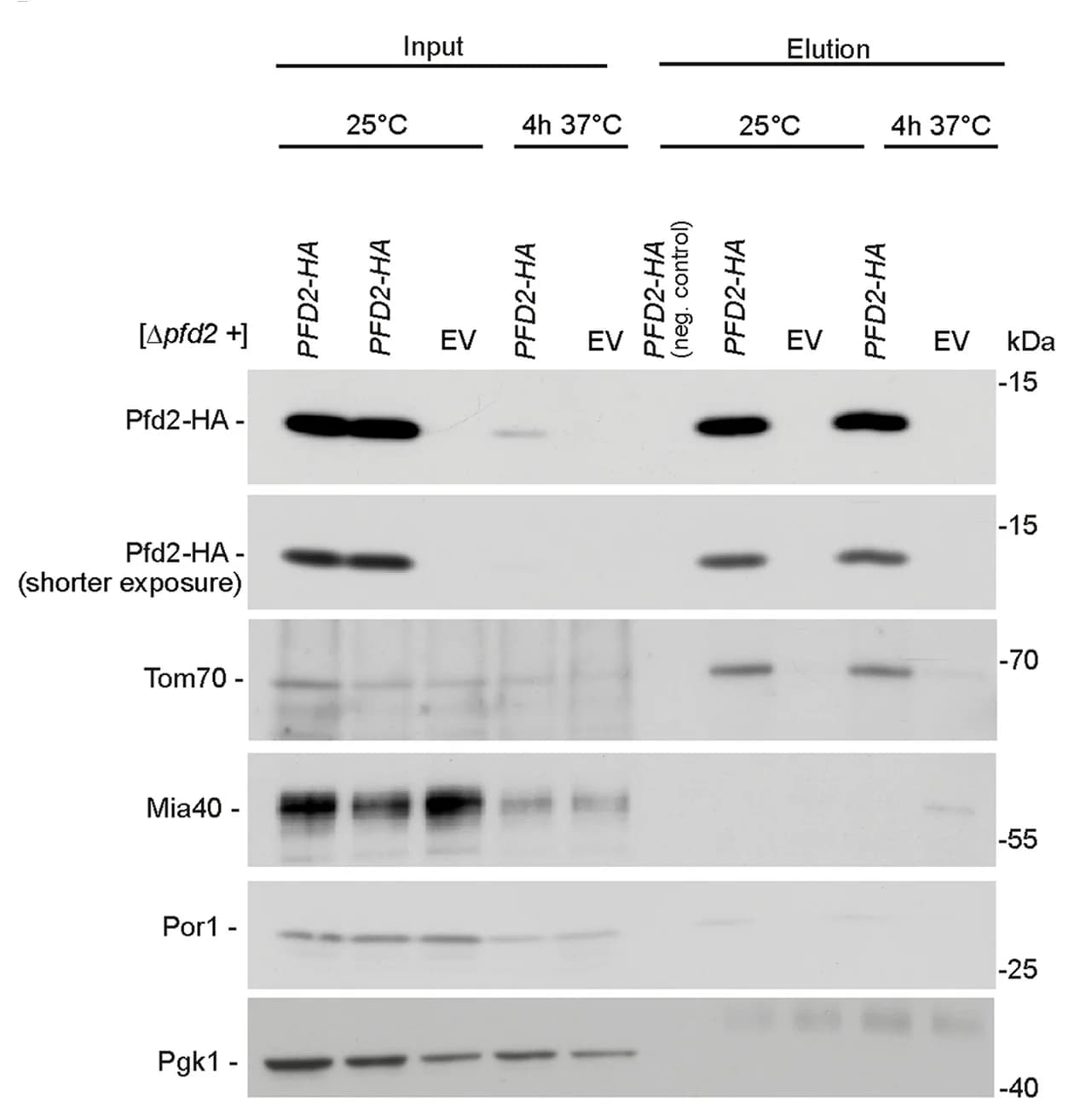 Open access visualization of Gel, PFD2, Tom70, SDS-PAGE, Western blot