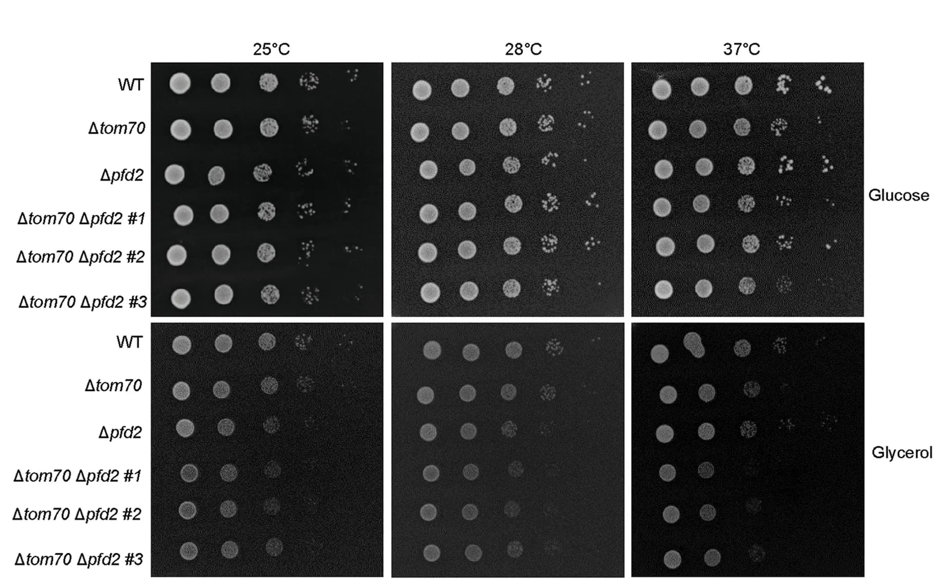 Open access visualization of Gel, Wildtype Cells, Δtom70, Δpfd2, Double Deletion