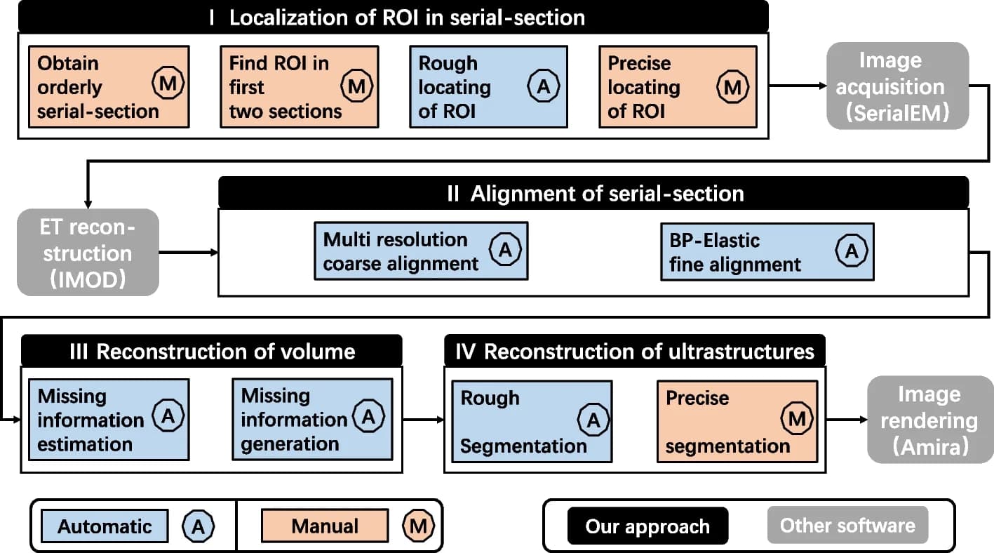 Open access visualization of Workflow, Flowchart, ROI Localization, Serial-Section Alignment, Volume Reconstruction