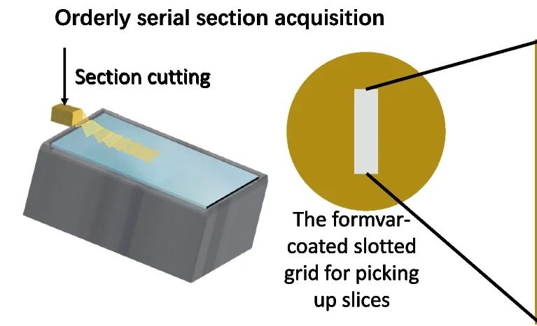 Open access visualization of Illustration, Workflow, Serial Section Acquisition, Tissue Block, Ultrasonic Oscillating Diamond Knife