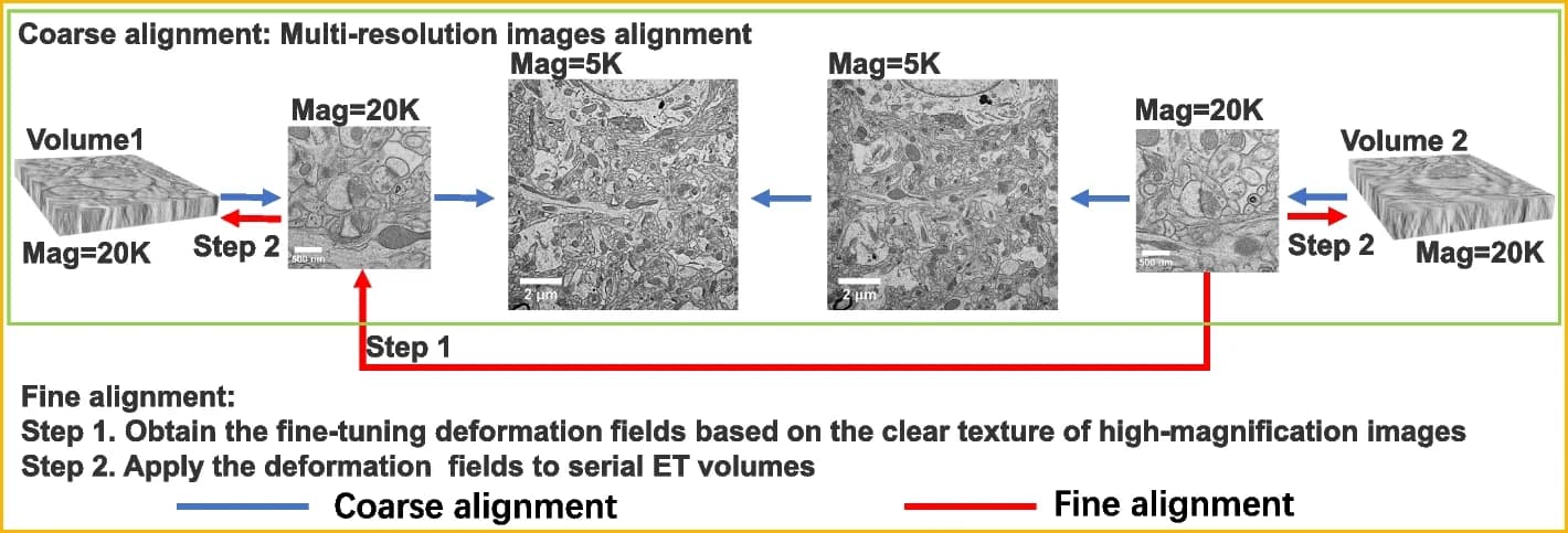 Open access visualization of Workflow, Microscopy, Serial ET, Volume Alignment, Coarse Alignment