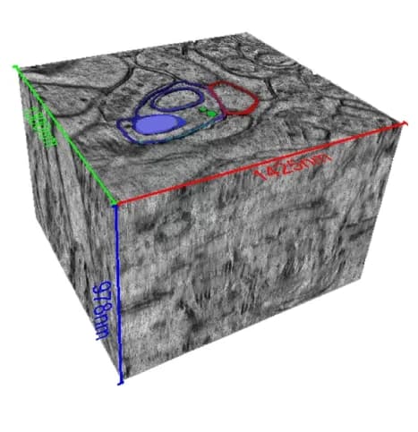 Open access visualization of 3D Plot, Synapse