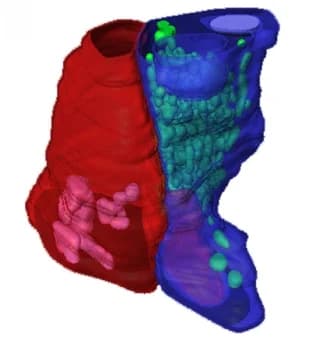 Open access visualization of 3D Plot, Segmentation, Structures