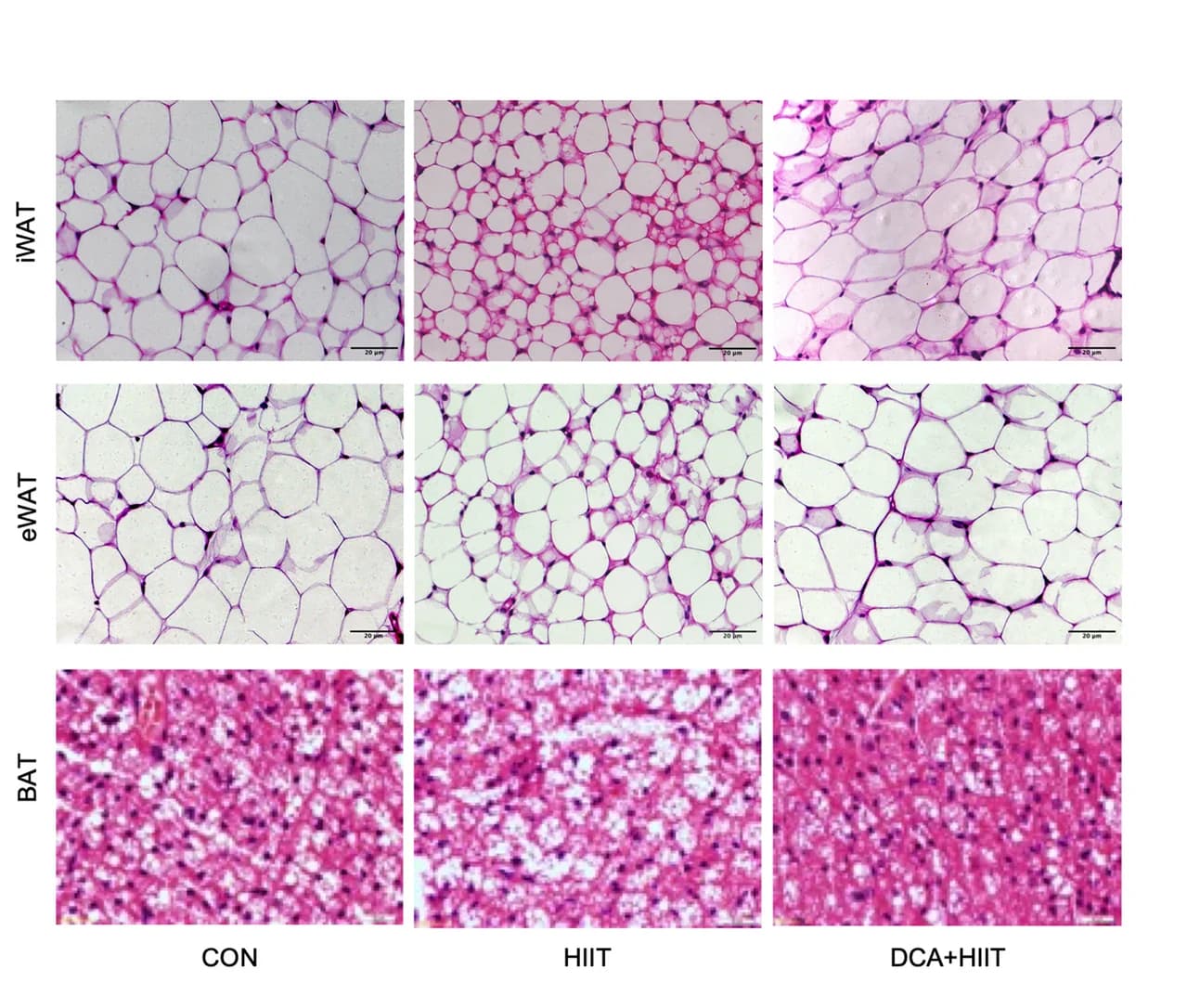Open access visualization of Microscopy, H&E Staining, iWAT, eWAT, BAT