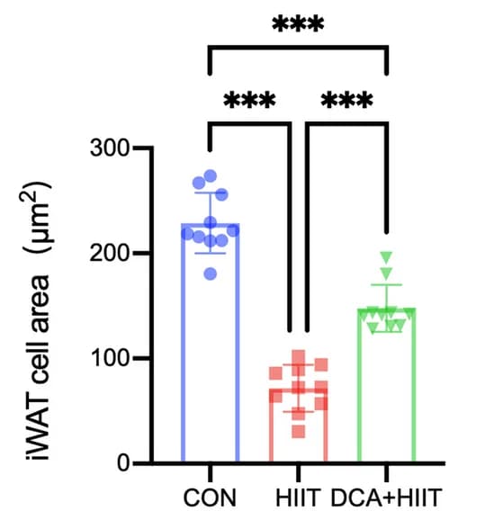 Open access visualization of Bar Plot, Error Bars, Scatter Plot, iWAT, Cross-sectional Area