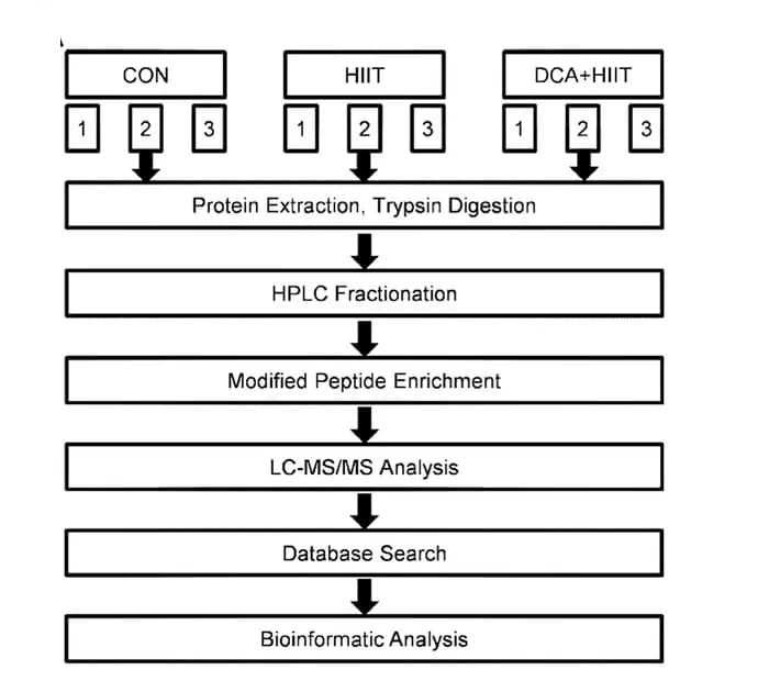 Open access visualization of Workflow, Flowchart, Experimental Workflow, Quantitative Proteomics, Mice