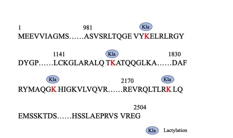 Open access visualization of Illustration, Lysine Lactylation Sites, FASN