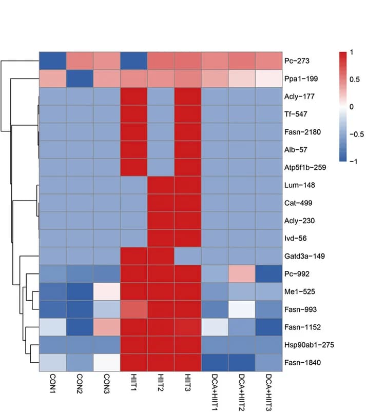 Open access visualization of Heatmap, Clustered, Hierarchical Clustering, Heatmap Analysis, Lysine Lactylation Sites