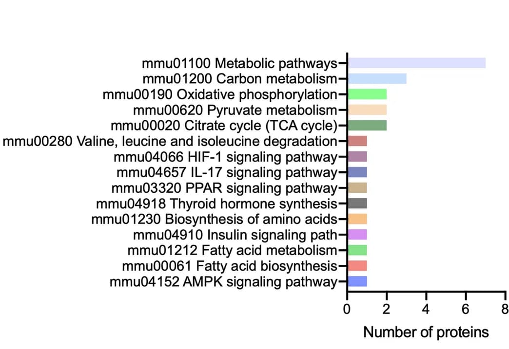 Open access visualization of Bar Plot, KEGG Pathway Analysis, Lysine Lactylation Sites, Proteins, HIIT Mice