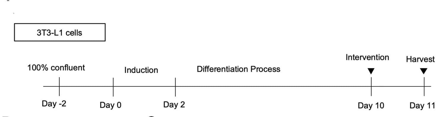 Open access visualization of Workflow, Flowchart, 3T3-L1 Preadipocytes, Adipocytes, Lactate