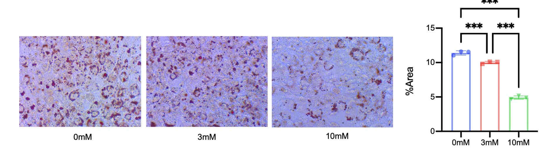Open access visualization of Bar Plot, Error Bars, Microscopy, Lipid Droplets, Oil Red O Staining
