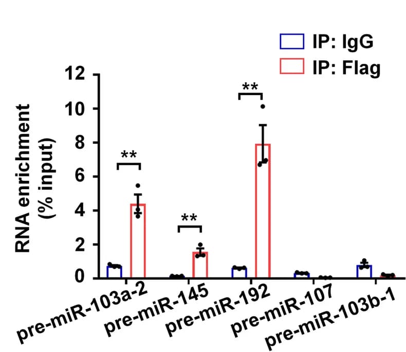 Open access visualization of Bar Plot, Error Bars, RNA-IP analysis, RXR, Pre-miRNAs