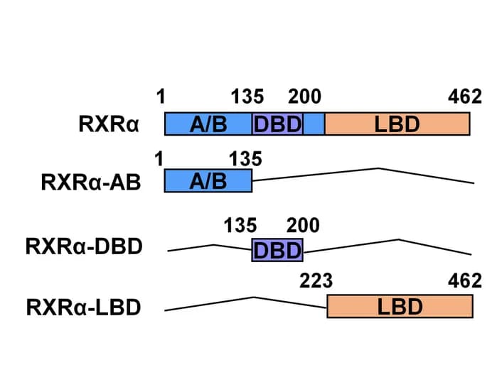 Open access visualization of Illustration, RXR, Mutants, Protein Structure