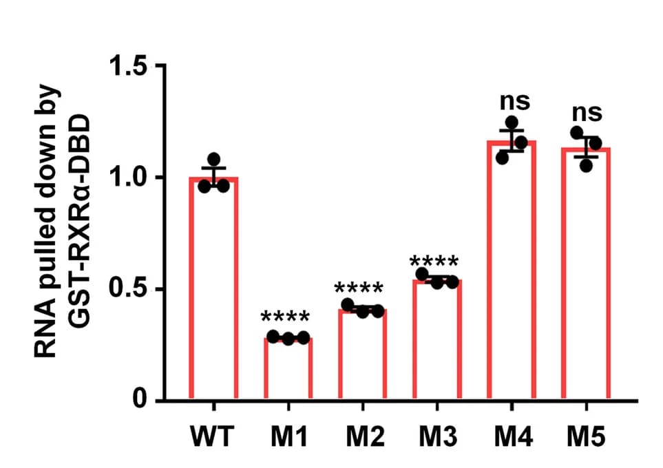 Open access visualization of Bar Plot, Error Bars, Pre-miR-103a-2, Mutants, GST-RXRα/DBD