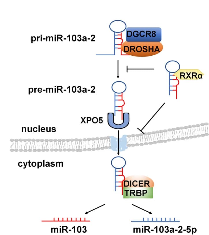 Open access visualization of Workflow, Flowchart, Mechanistic Model, RXRalpha, pre-miR-103a-2