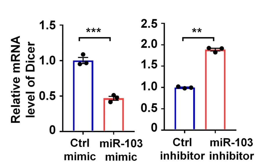 Open access visualization of Bar Plot, Error Bars, mRNA, Dicer, MDA-MB-231 Cells