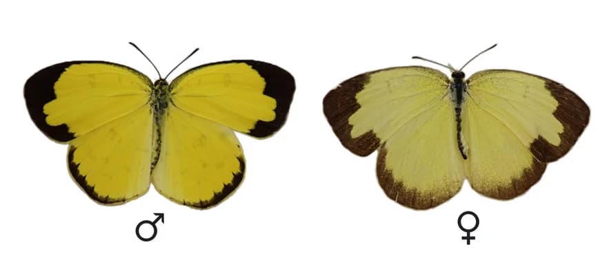 Open access visualization of Photo, Male, Female, Eurema hecabe