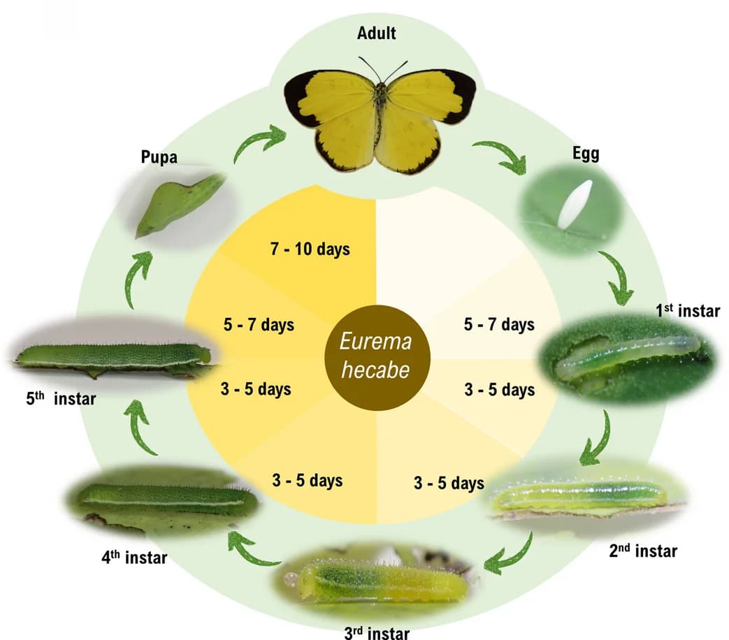 Open access visualization of Workflow, Illustration, Life cycle, Eurema hecabe
