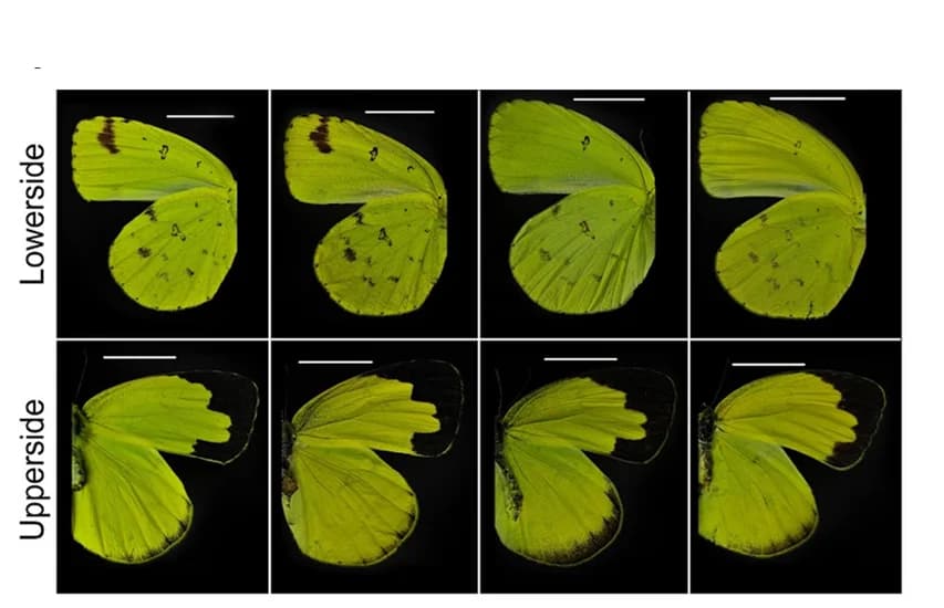 Open access visualization of Photo, Wing morphologies, Eurema hecabe, Seasons