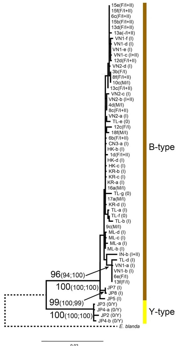Open access visualization of Line Plot, Line Step, Phylogenetic Analysis, COI, COIII