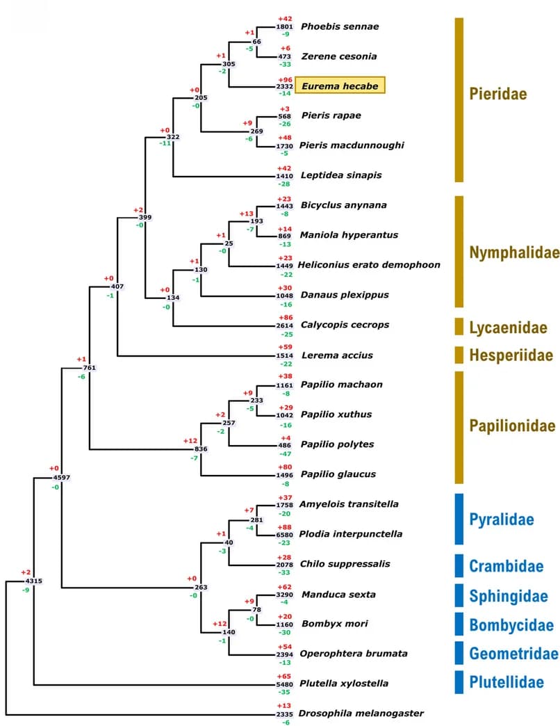 Open access visualization of Illustration, Workflow, Gene family expansion, Gene family contraction, Insects