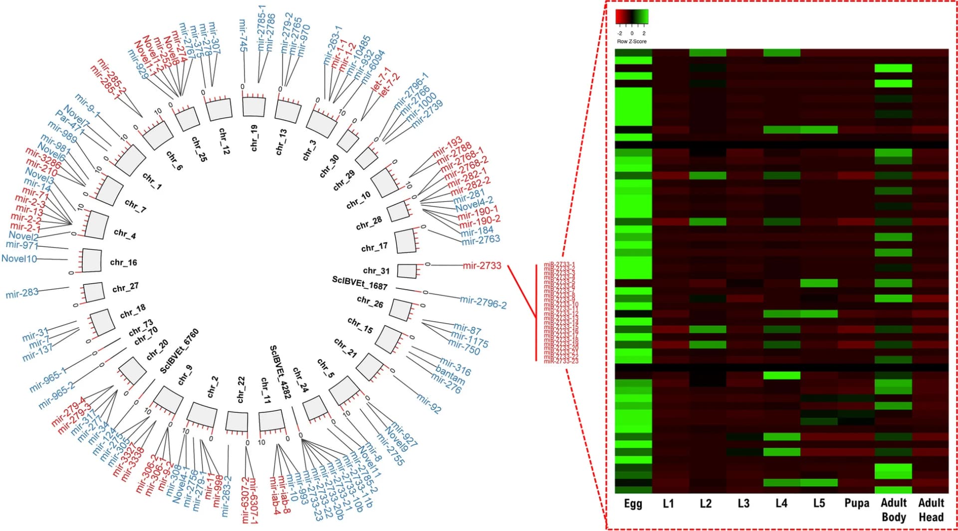 Open access visualization of Heatmap, Clustered, microRNA, Genome, Non-clustered microRNAs