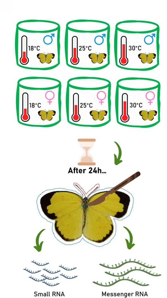 Open access visualization of Workflow, Illustration, Experimental design