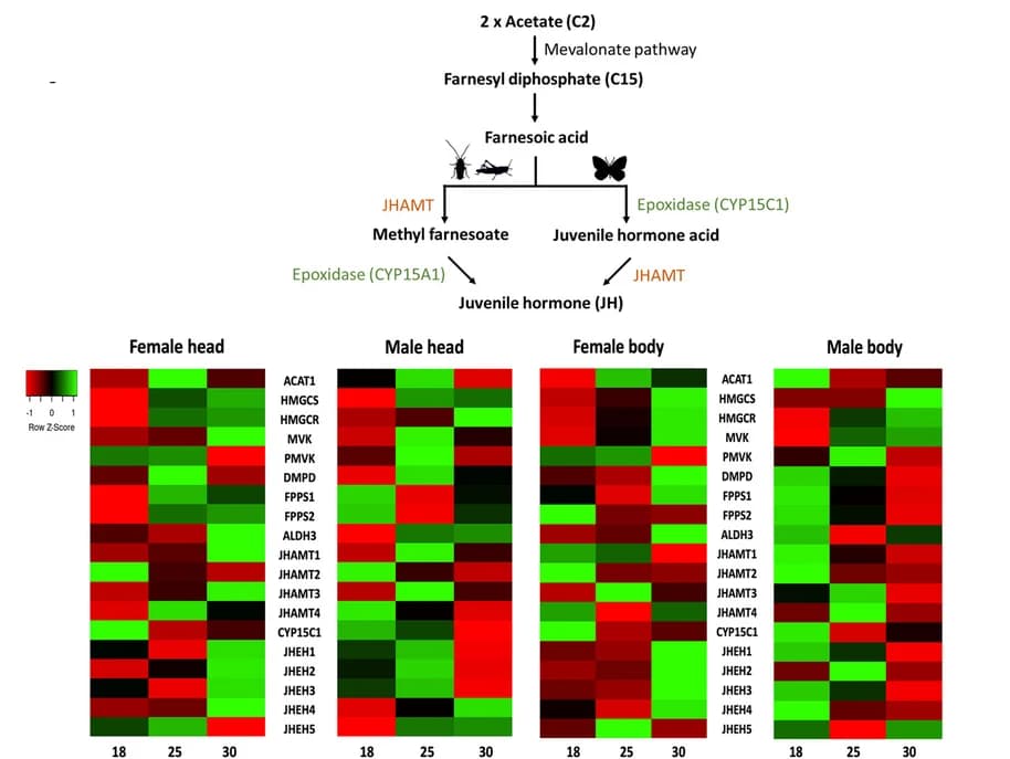 Open access visualization of Heatmap, Schematic Diagram, Biosynthetic Pathway, Sesquiterpenoid Hormones, Insects