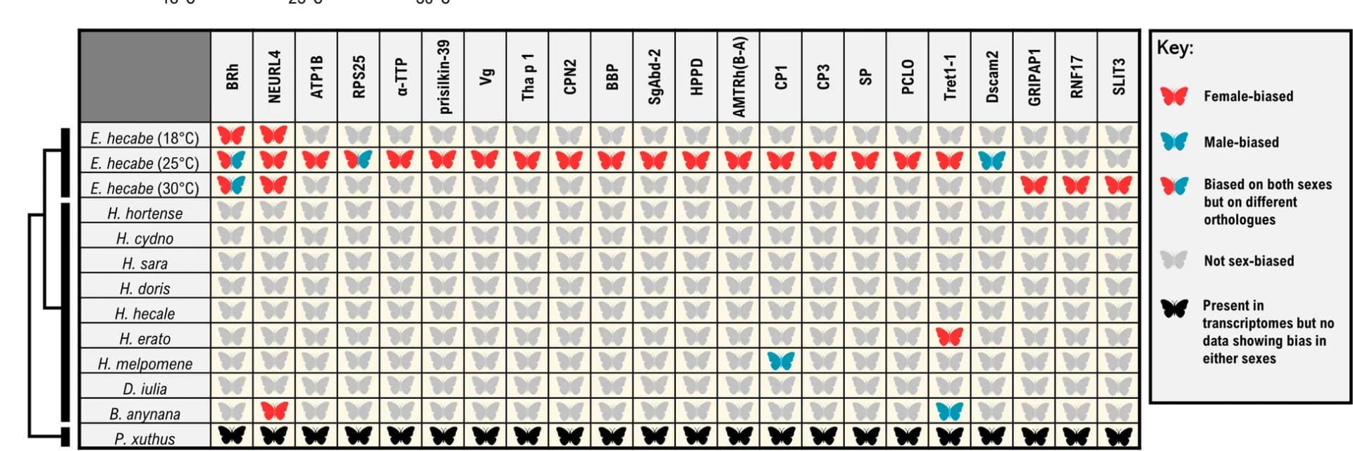 Open access visualization of Heatmap, Clustered, Comparative Analysis, Sex-Biased Genes, E. hecabe