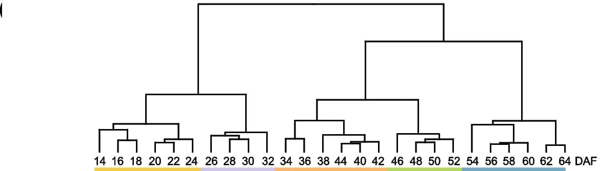 Open access visualization of Network, Clustered, Cluster Dendrogram, Development Stages, Embryogenesis