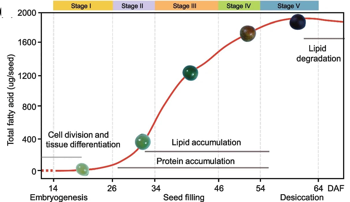 Open access visualization of Line Plot, FA Content, Seed Development Stages, Storage Compound, Seed Storage Lipid