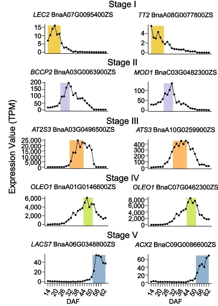 Open access visualization of Line Plot, Gene Expression, Development Stages, Embryogenesis, Rapid Seed Filling