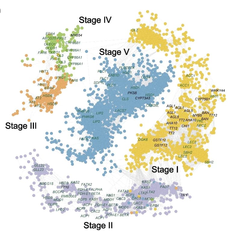 Open access visualization of Network, Pathway, Co-expression Network, Seed Development, TF Genes