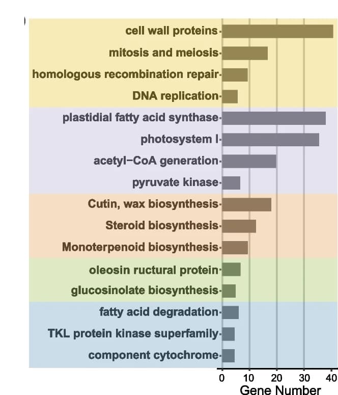 Open access visualization of Bar Plot, MapMan, Gene Function Enrichment, Seed Development