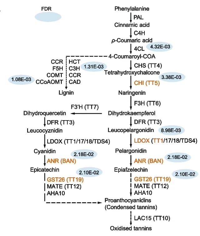 Open access visualization of Workflow, TWAS, Genes, PAs, Lignin Biosynthesis Pathway