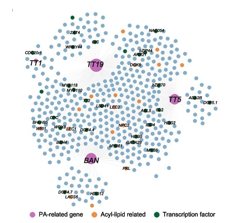 Open access visualization of Network, Pathway, Co-expression Network, Acyl-lipid Genes, Transcription Factor Genes